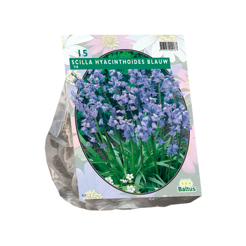 Baltus Scilla Hispanica, Blauw per 15