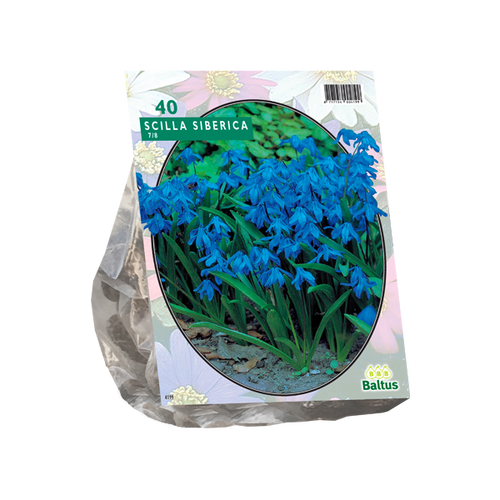 Baltus Scilla Siberica per 40