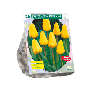 Baltus Tulipa Apeldoorn Geel, Darwin per 20