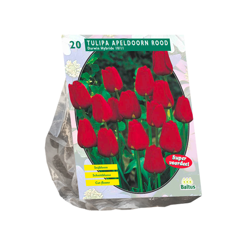 Baltus Tulipa Apeldoorn Rood, Darwin per 20