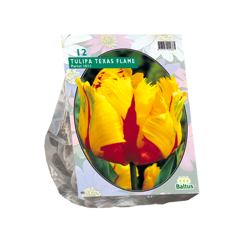 Baltus Tulipa Texas Flame, Parkiet per 12