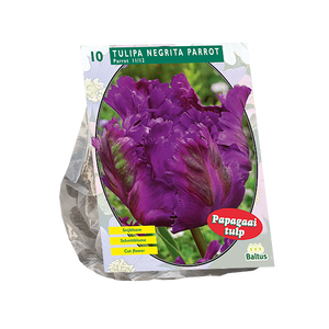 Baltus Tulipa Negrita Parrot, Parkiet per 10