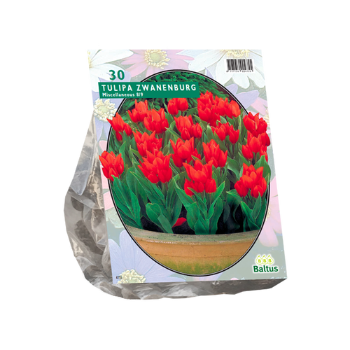 Baltus Tulipa Praestans Zwanenburg per 30