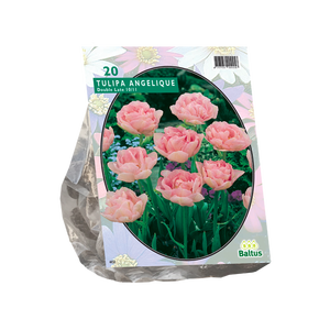 Baltus Tulipa Dubbel Laat Angelique per 20