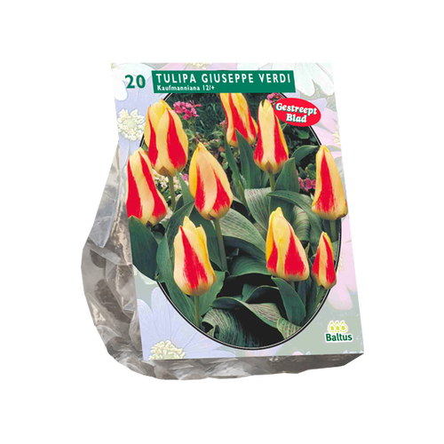 Baltus Tulipa Giuseppe Verdi, Kaufmanniana per 20