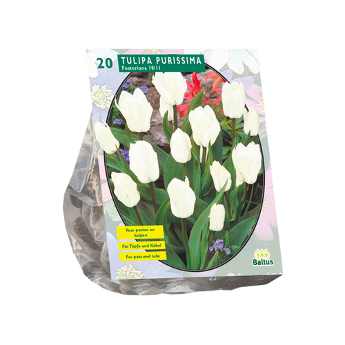 Baltus Tulipa Purissima, Fosteriana per 20