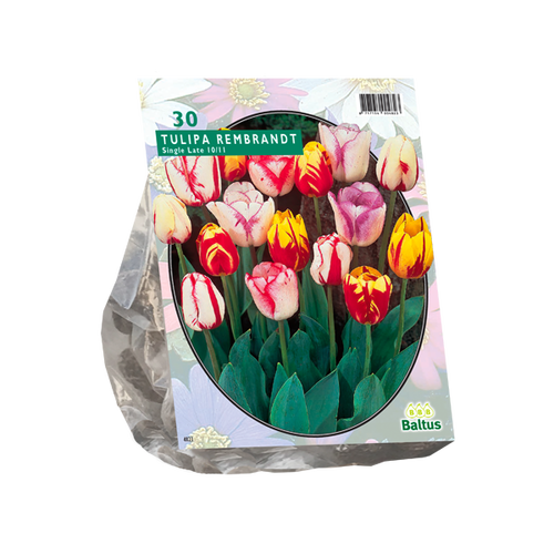 Baltus Tulipa Rembrandt Mix per 30