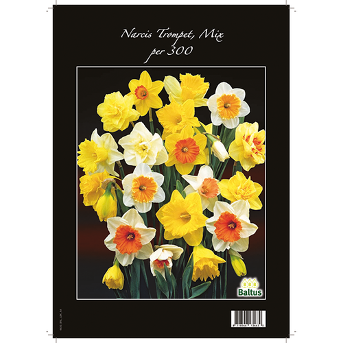 Baltus Narcis Trompet, Mix per 300