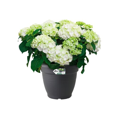 Product name Coppelmans - afbeelding 2