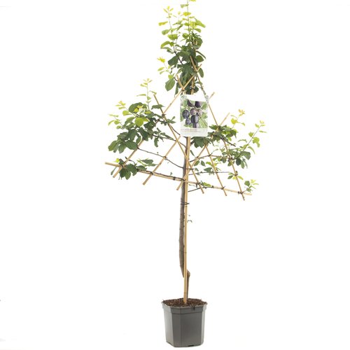 Pruimenboom (Prunus dom. Bleue de Belgique leivorm), in pot