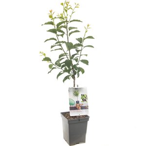 Pruimenboom (Prunus dom. Hauszwetsche Patio), in pot