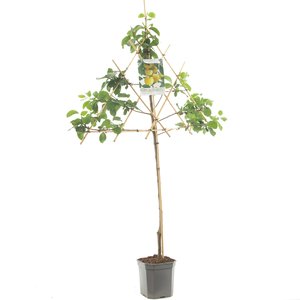 Pruimenboom (Prunus dom. Mirab. de Nancy leivorm), in pot
