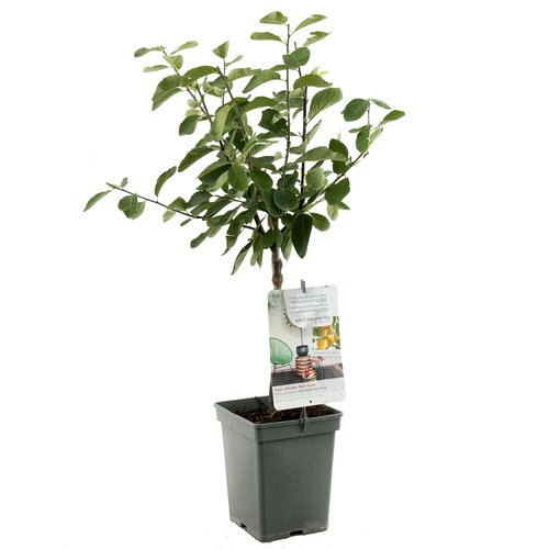 Pruimenboom (Prunus dom. Mirab. de Nancy Patio), in pot