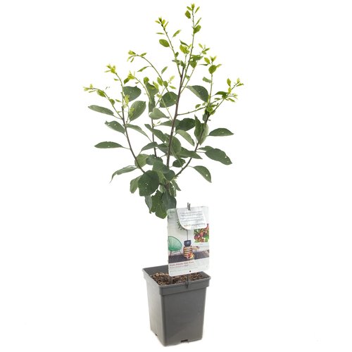 Pruimenboom (Prunus dom. Opal Patio), in pot