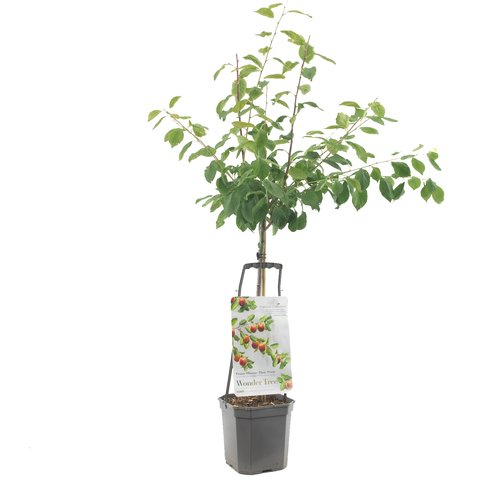 Pruimenboom (Prunus dom. Victoria laagstam), in pot