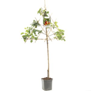 Pruimenboom (Prunus dom. Victoria leivorm), in pot