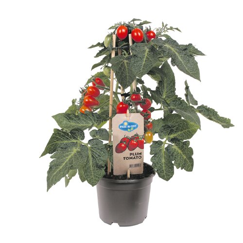 Pick&Joy Plant Pruimtomaat, in 14cm-pot