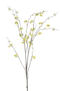 Ptelea Tak Zijde - 110cm Groen