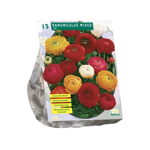 Ranonkel, Mix per 15 - afbeelding 1