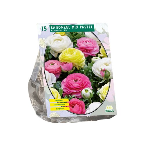 Ranonkel, Pastel Mix per 15 - afbeelding 1