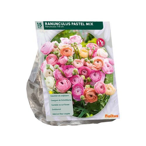 Ranonkel, Pastel Mix per 15 - afbeelding 2