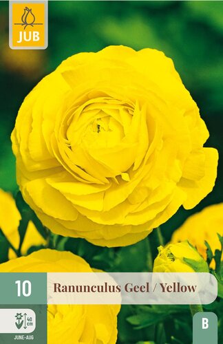 Ranunculus geel 10st