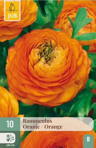 Ranunculus oranje 10st