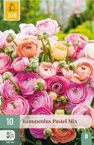 Ranunculus pastel mix 10st