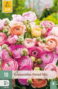 Ranunculus pastel mix 10st