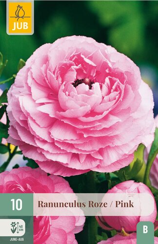 Ranunculus roze 10st