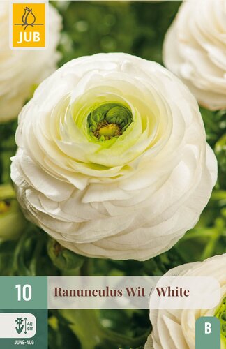 Ranunculus wit 10st