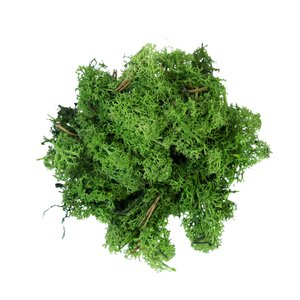 RENDIERMOS DONKERGROEN 50G geverfd en gepreserveerd. - afbeelding 1