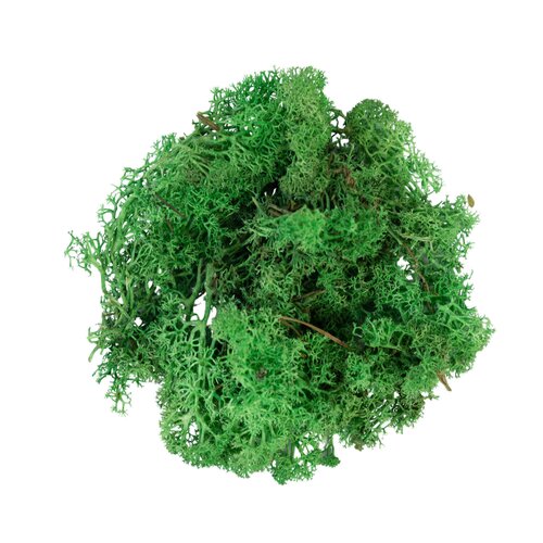 RENDIERMOS GROEN 50G geverfd en gepreserveerd. - afbeelding 1
