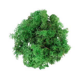 RENDIERMOS GROEN 50G geverfd en gepreserveerd. - afbeelding 1