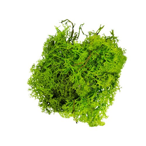 RENDIERMOS LICHTGROEN 50Ggeverfd en gepreserveerd. - afbeelding 1