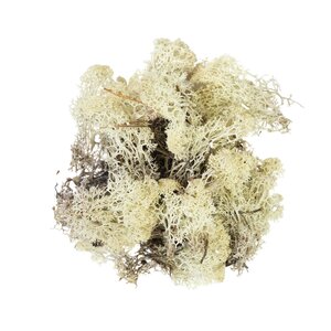 Rendiermos naturel 500 gram - afbeelding 1