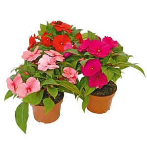 Reuze vlijtige lies, in 13cm-pot - afbeelding 1