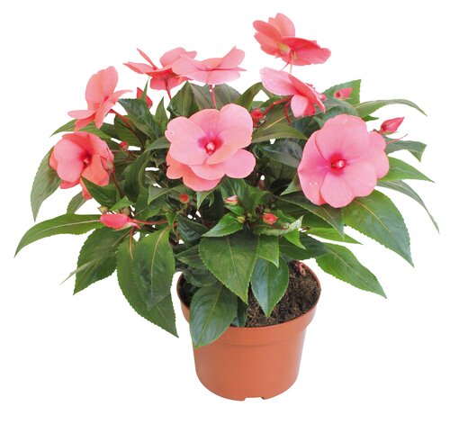 Reuze vlijtige lies, in 13cm-pot - afbeelding 2