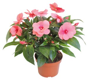 Reuze vlijtige lies, in 13cm-pot - afbeelding 2