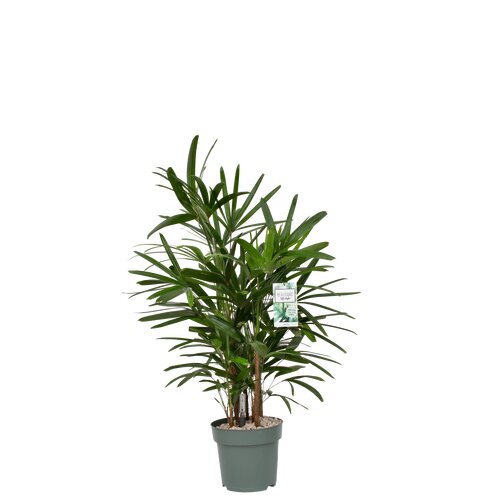 Rhapis Excelsa, in 24cm-pot