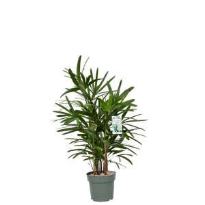 Rhapis excelsa 80-90cm hoog, in 24cm-pot