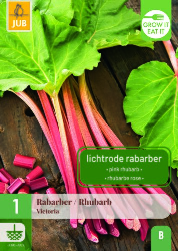 Rheum / rabarber victoria 1st