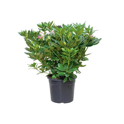 Rhododendron, in 23cm-pot