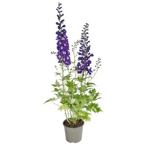 Ridderspoor, 23cm pot