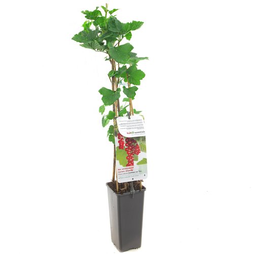 Rode bessenstruik (Ribes rubrum Jonkheer v Tets), in pot