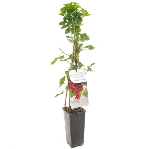 Rode bessenstruik (Ribes rubrum Rovada), in pot