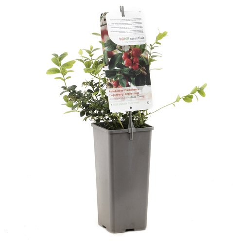 Rode bosbes (Vaccinium vitis idaea Miss Cherry), in pot