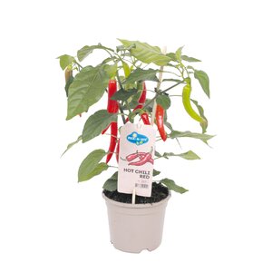Pick&Joy Plant Rode hete chilipeper, in 14cm-pot