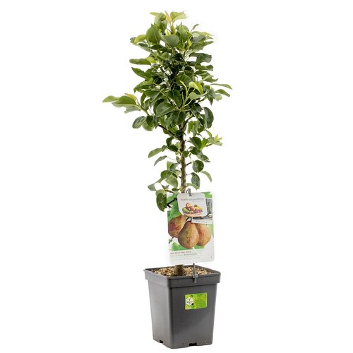 Rode vruchten (Pyrus comm. Rode zuilpeer), in pot