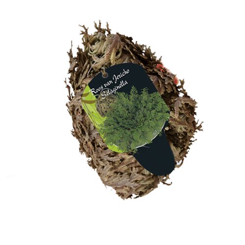 Roos van Jericho Selaginella (Steeketiket)